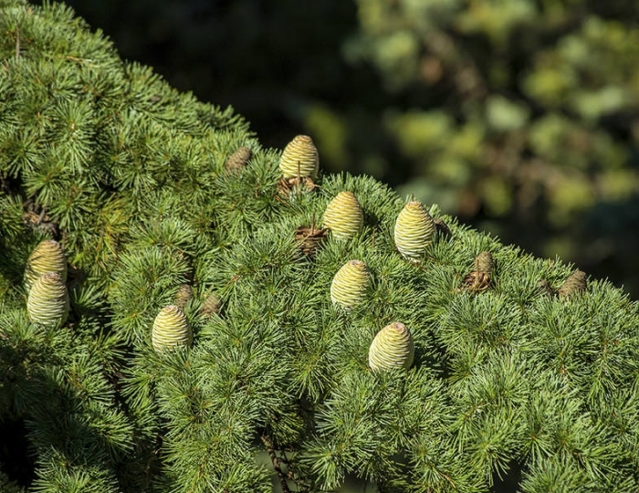 Природные лечебные факторы - Оздоровительные услуги - Санаторий «Утес» Алушта